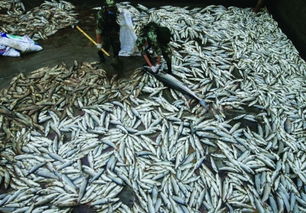 清仁乡养殖基地 十余吨鱼儿死亡 集中消毒今完成 鱼灾