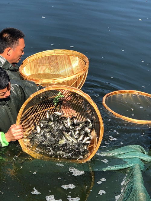 播州区 生态冷水鱼养出山区 热经济