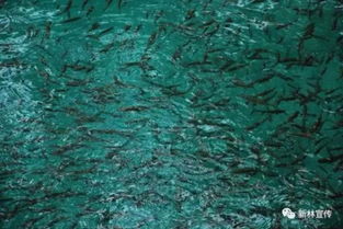 新林区招商引资项目之冷水鱼养殖建设项目