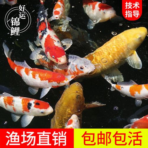 红白三色昭和锦鲤鱼苗淡水冷水鱼耐活好养日本纯种高档观赏鱼招财