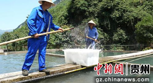 贵州大方 生态冷水鱼养出山区的 热经济